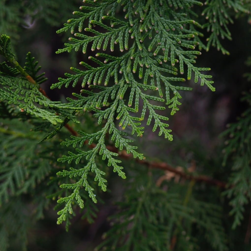 Cedarwood