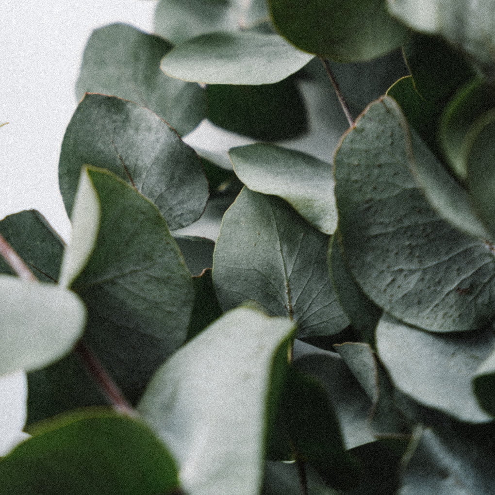 Eucalyptus