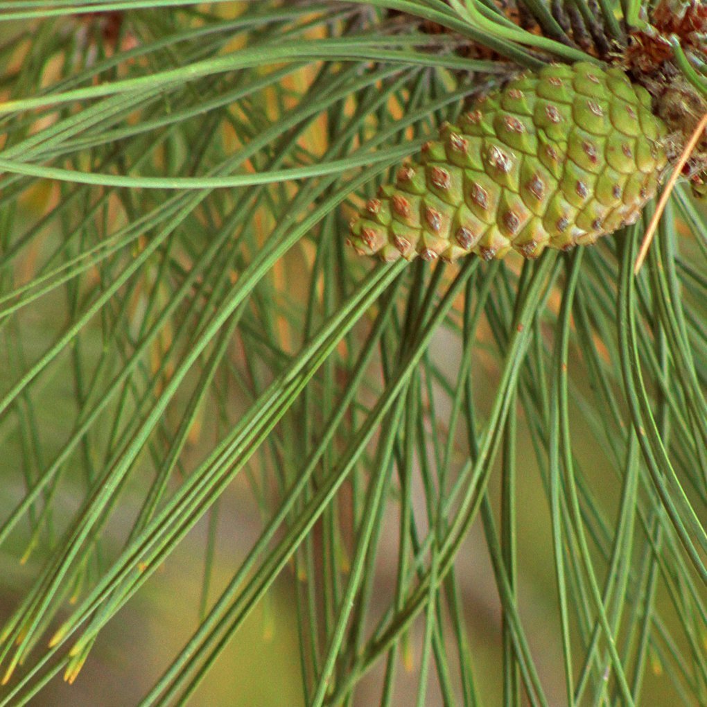Pine needle