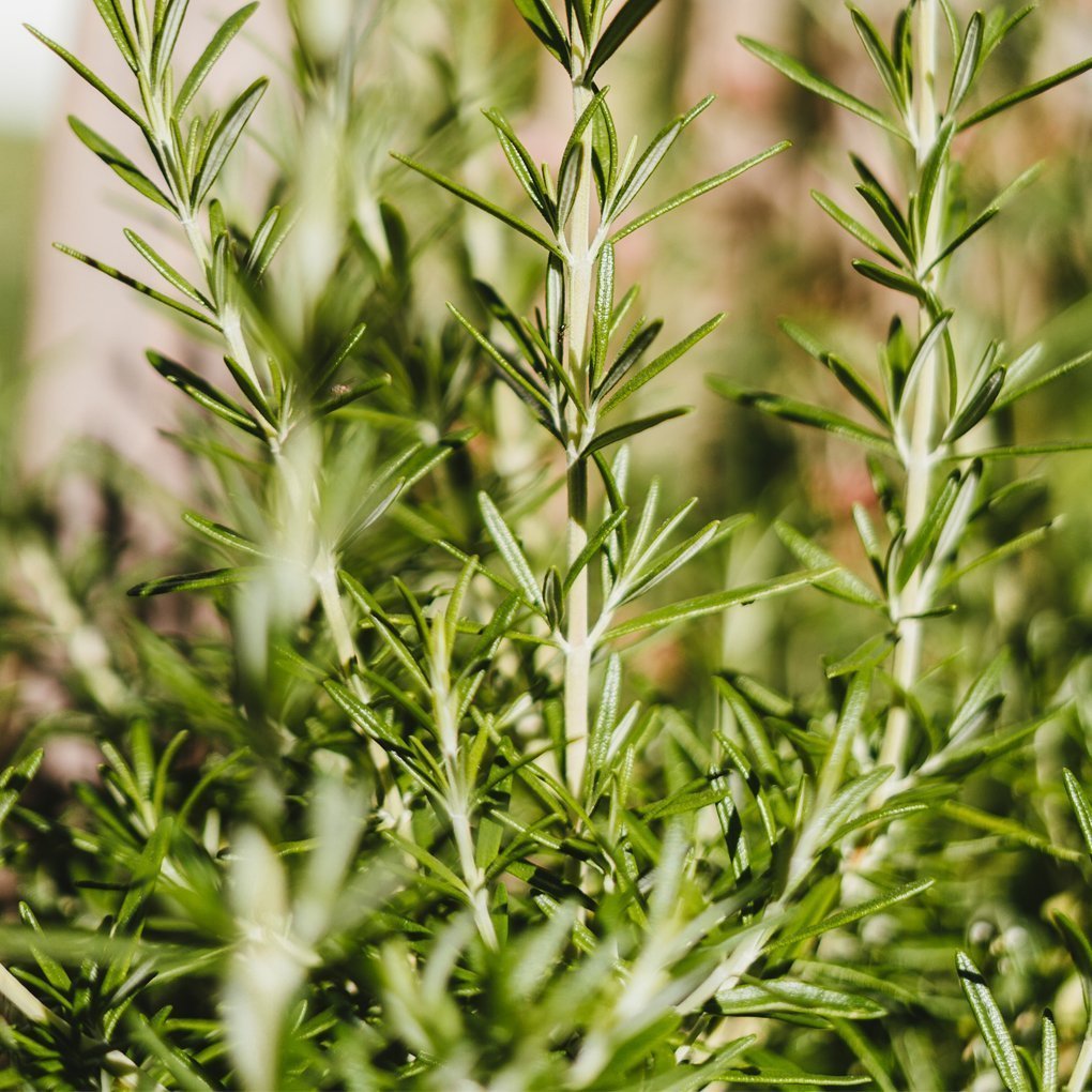 Rosemary
